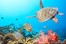 Krabi Diving